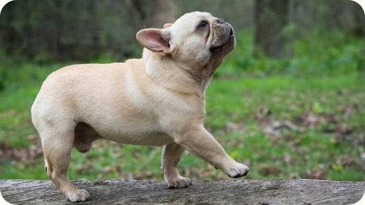 La santé compliquée du Bouledogue Français