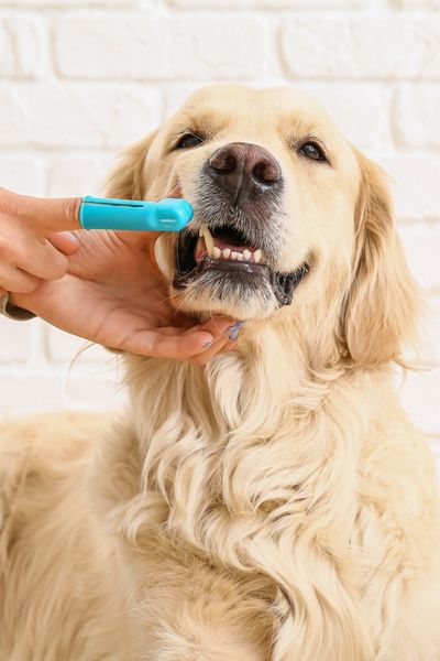 L'effet des friandises dentaires sur le pelage de votre chien