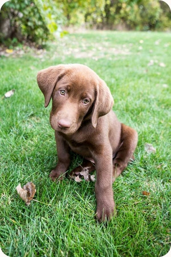 Mon chien a mangé du chocolat : quelle recette de grand-mère puis-je utiliser ?