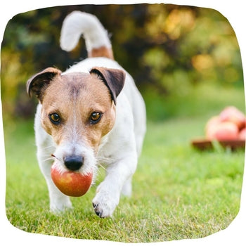 Puis-je donner une pomme à manger à mon chien ? Dangereux ou autorisé ?