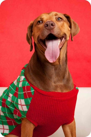 Choisir un pull de Noël pour votre chien : le guide