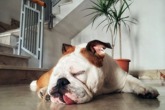 Top 5 des astuces pour un chien heureux en appartement