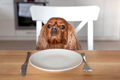 Faut-il donner des croquettes avec ou sans céréales à votre chien ?