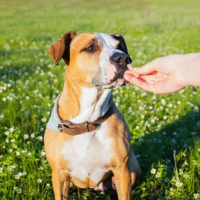 Pourquoi mon chien cache ses friandises ?