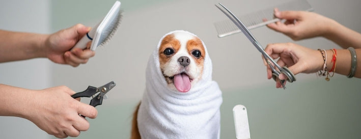 Toilettage pour chien : soins et tarifs en France [2025]